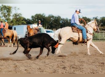 American Quarter Horse, Gelding, 6 years, 15 hh, Palomino