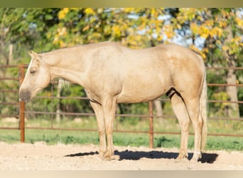 American Quarter Horse, Gelding, 6 years, 15 hh, Palomino