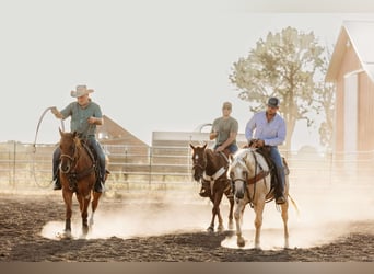 American Quarter Horse, Gelding, 6 years, 15 hh, Palomino