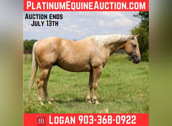 American Quarter Horse, Gelding, 6 years, 15 hh, Palomino