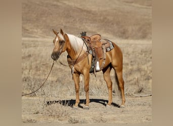 American Quarter Horse, Gelding, 6 years, 15 hh, Palomino
