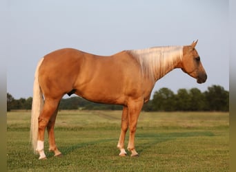 American Quarter Horse, Wallach, 6 Jahre, 15 hh, Palomino