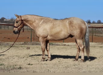 American Quarter Horse, Gelding, 6 years, 15 hh, Palomino