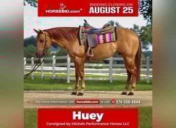 American Quarter Horse, Gelding, 6 years, 15 hh, Red Dun