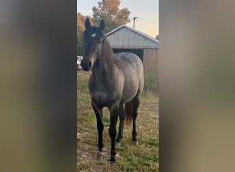 American Quarter Horse, Gelding, 6 years, 15 hh, Roan-Bay