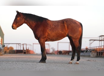 American Quarter Horse, Gelding, 6 years, 15 hh, Roan-Bay