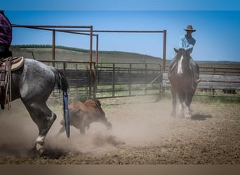 American Quarter Horse, Gelding, 6 years, 15 hh, Roan-Blue