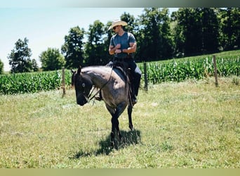 American Quarter Horse Mix, Gelding, 6 years, 15 hh, Roan-Blue
