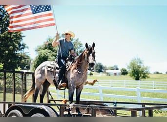 American Quarter Horse Mix, Gelding, 6 years, 15 hh, Roan-Blue