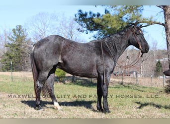 American Quarter Horse, Gelding, 6 years, 15 hh, Roan-Blue