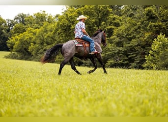 American Quarter Horse, Gelding, 6 years, 15 hh, Roan-Blue