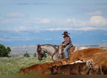 American Quarter Horse, Gelding, 6 years, 15 hh, Roan-Red