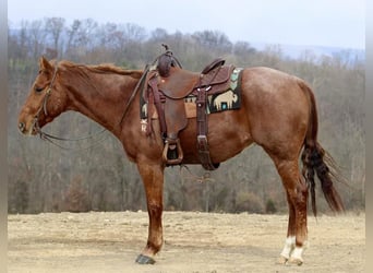 American Quarter Horse, Gelding, 6 years, 15 hh, Roan-Red