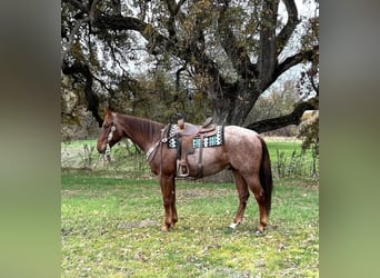 American Quarter Horse, Gelding, 6 years, 15 hh, Roan-Red