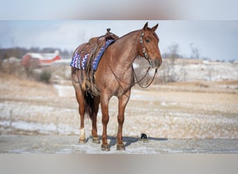 American Quarter Horse, Gelding, 6 years, 15 hh, Roan-Red