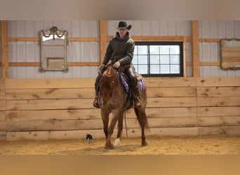 American Quarter Horse, Gelding, 6 years, 15 hh, Roan-Red