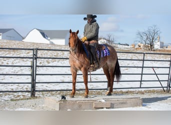 American Quarter Horse, Gelding, 6 years, 15 hh, Roan-Red