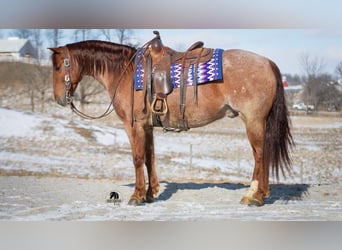 American Quarter Horse, Gelding, 6 years, 15 hh, Roan-Red