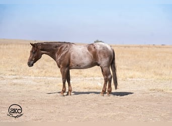 American Quarter Horse, Gelding, 6 years, 15 hh, Roan-Red