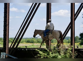 American Quarter Horse, Gelding, 6 years, 15 hh, Roan-Red