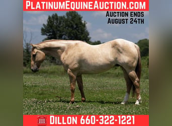 American Quarter Horse, Gelding, 6 years, 15 hh, Roan-Red