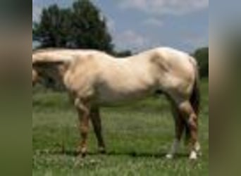 American Quarter Horse, Gelding, 6 years, 15 hh, Roan-Red
