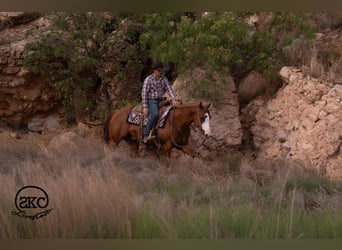 American Quarter Horse, Gelding, 6 years, 15 hh, Sorrel