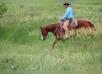 American Quarter Horse, Gelding, 6 years, 15 hh, Sorrel