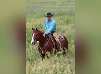 American Quarter Horse, Gelding, 6 years, 15 hh, Sorrel