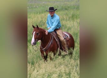 American Quarter Horse, Gelding, 6 years, 15 hh, Sorrel