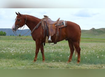 American Quarter Horse, Gelding, 6 years, 15 hh, Sorrel