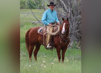 American Quarter Horse, Gelding, 6 years, 15 hh, Sorrel