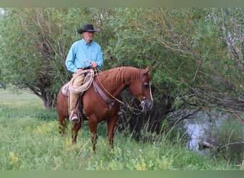 American Quarter Horse, Gelding, 6 years, 15 hh, Sorrel
