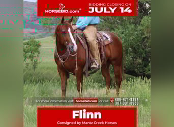 American Quarter Horse, Gelding, 6 years, 15 hh, Sorrel