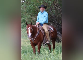 American Quarter Horse, Gelding, 6 years, 15 hh, Sorrel