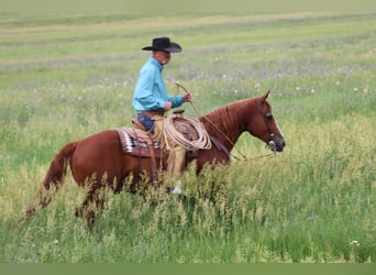 American Quarter Horse, Gelding, 6 years, 15 hh, Sorrel