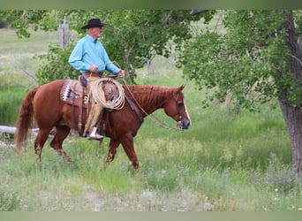 American Quarter Horse, Gelding, 6 years, 15 hh, Sorrel