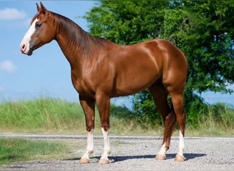 American Quarter Horse, Gelding, 6 years, 15 hh, Sorrel