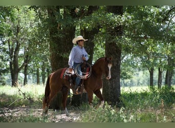 American Quarter Horse, Gelding, 6 years, 15 hh, Sorrel