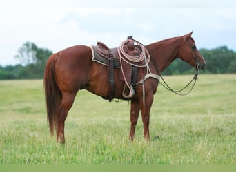 American Quarter Horse, Gelding, 6 years, 15 hh, Sorrel