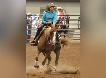 American Quarter Horse, Gelding, 6 years, 15 hh, Sorrel