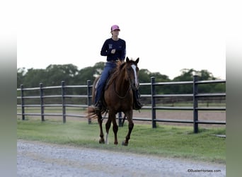 American Quarter Horse, Gelding, 6 years, 15 hh, Sorrel