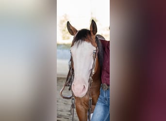 American Quarter Horse, Gelding, 6 years, 15,1 hh, Bay-Dark