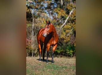 American Quarter Horse, Gelding, 6 years, 15,1 hh, Bay