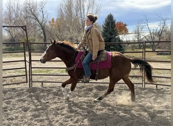 American Quarter Horse, Gelding, 6 years, 15,1 hh, Bay