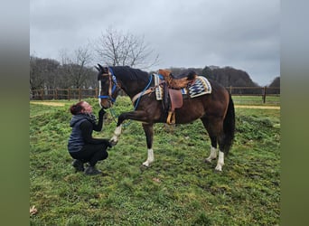 American Quarter Horse Mix, Gelding, 6 years, 15,1 hh, Brown