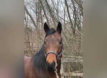 American Quarter Horse, Gelding, 6 years, 15,1 hh, Brown