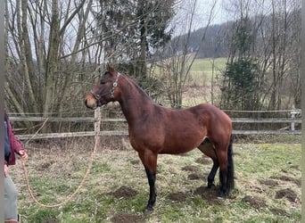 American Quarter Horse, Gelding, 6 years, 15,1 hh, Brown