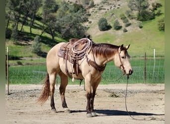 American Quarter Horse, Gelding, 6 years, 15,1 hh, Buckskin
