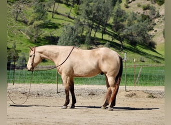 American Quarter Horse, Gelding, 6 years, 15,1 hh, Buckskin